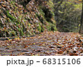 公園で見つけた落ち葉の道 68315106