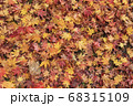 落ち葉が溜まり集まってできた紅葉色の色鮮やかな絨毯 68315109