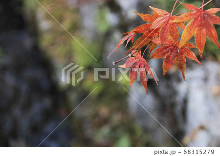 川沿いで紅葉で色付く葉っぱを眺める 68315279