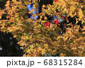 紅葉の中で紅一点に輝く葉っぱ 68315284