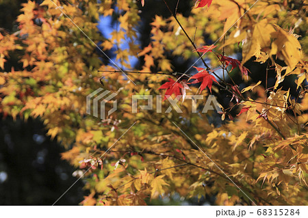 紅葉の中で紅一点に輝く葉っぱ 68315284