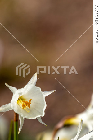 ナルキッスス カンタブリクス ナルキッスス カンタブリクス 68315747