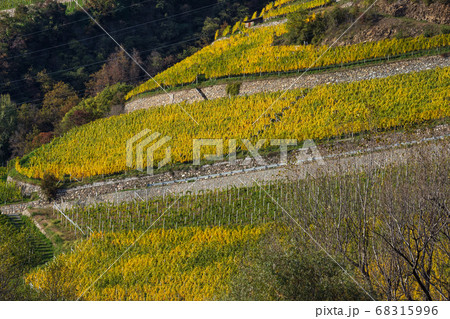 Beautiful orderly terraced vineyard. Sunny 68315996