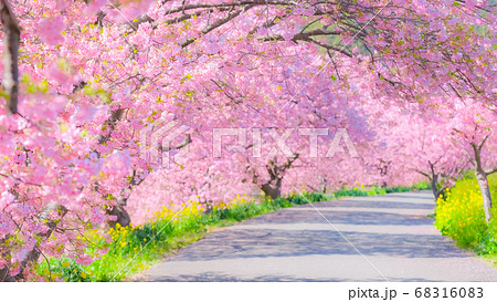 南伊豆町・下賀茂の河津桜 (ソフトフォーカス) 南伊豆町・下賀茂の河津桜 (ソフトフォーカス) 68316083