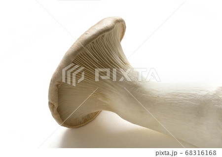 エリンギ 68316168