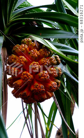 南国沖縄の植物 アダンの写真素材