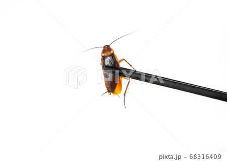 Holds a cockroach with Chinese chopsticks. Insects 68316409