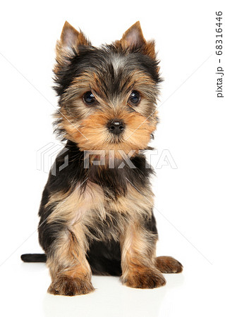 Sad Yorkshire Terrier puppy on white background Sad Yorkshire Terrier puppy on white background 68316446