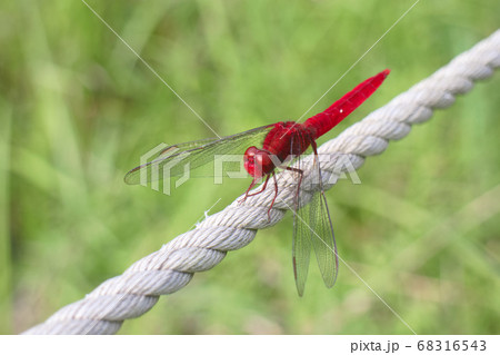 ショウジョウトンボ　オス 68316543