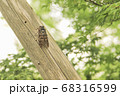夏の終わりであるセミの老後 68316599