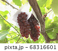 ブドウ農家の新鮮なブドウ 68316601