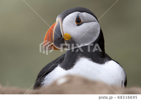 パフィンの横顔の写真素材 [68316695] - PIXTA