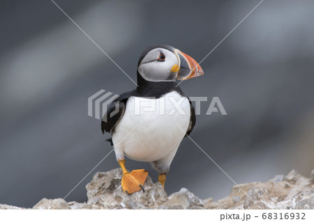 崖の上のパフィン 68316932