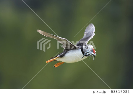 小魚を咥えて飛ぶパフィン 68317082