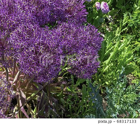 Chives, scientific name allium schoenoprasum in British park - London, UK 68317133