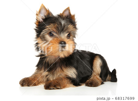 Yorkshire Terrier puppy Yorkshire Terrier puppy 68317699