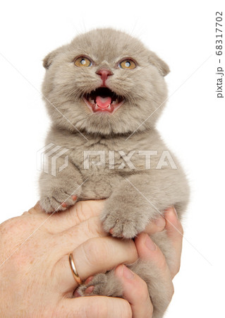 Man holds Scottish fold kitten in hands 68317702