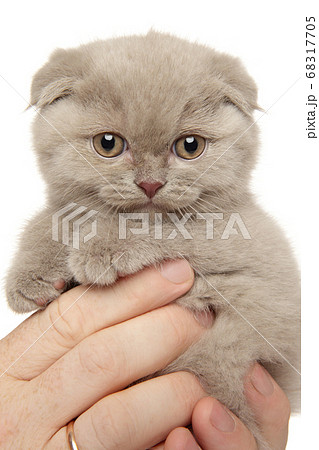 Man holds Scottish fold kitten in hands 68317705