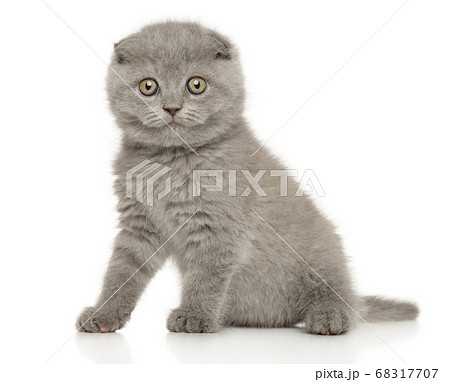 Portrait of a young scottish fold kitten Portrait of a young scottish fold kitten 68317707