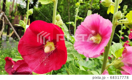 葵 花 植物 68317778