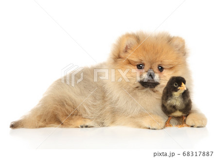 Pomeranian puppy with chick 68317887