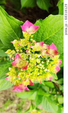 アジサイ 花 植物 68318129