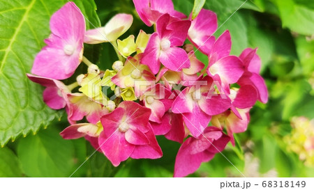 アジサイ 花 植物 68318149