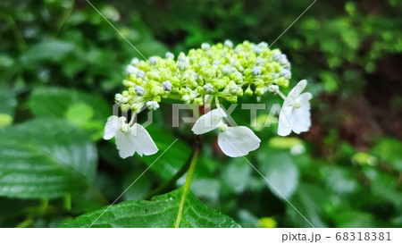 算数局 花びら 花 68318381