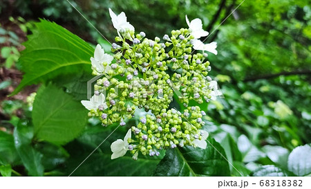 花 アジサイ 植物 68318382