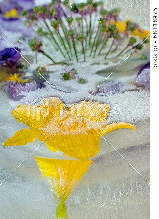 Frozen   flower of  iris 68318475