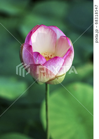 蓮 花 ピンク 68318547