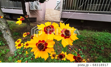 花 植物 寄生秒 68318917