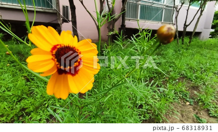 寄生秒 花 花びら 68318931