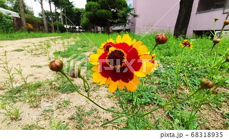 寄生秒 花 花びら 68318935