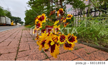 花 植物 寄生秒 68318938