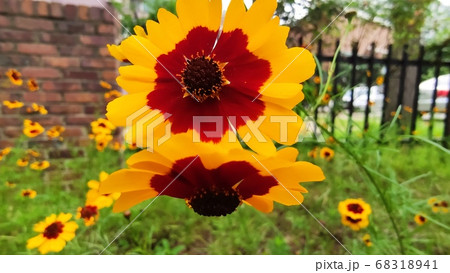 花 植物 寄生秒 68318941