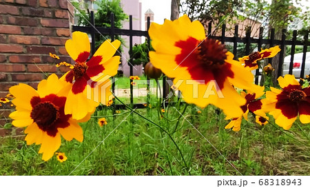 寄生秒 花 花びら 68318943