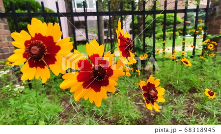 寄生秒 花 花びら 68318945