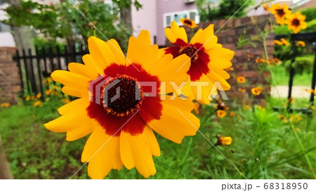 寄生秒 花 花びら 68318950