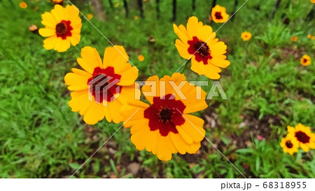 寄生秒 花 花びら 68318955