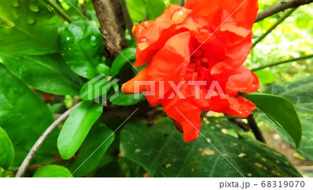 植物 花 ソクリュコト 68319070