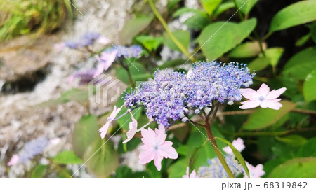 花 アジサイ 植物 68319842