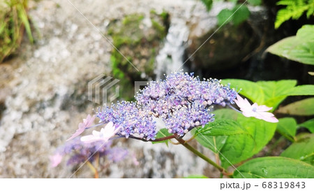 花 葉 アジサイ 68319843