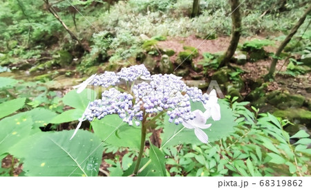 算数局 花びら 花 68319862