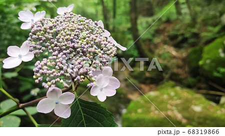 花 アジサイ 植物 68319866