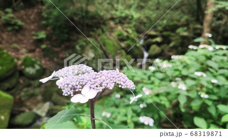 花 アジサイ 植物 68319871