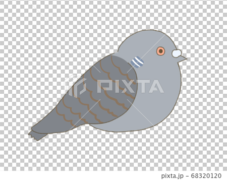 Familiar pigeon Pheasant pigeon 68320120