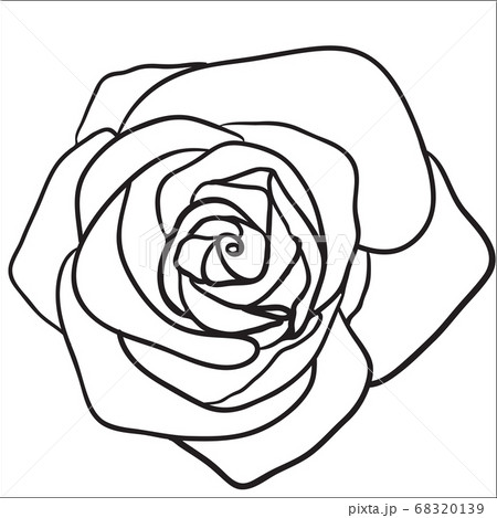 Rose sketch Black outline on white background 68320139