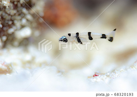 アジアコショウダイの幼魚の写真素材 6193