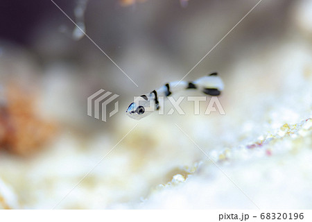 アジアコショウダイの幼魚の写真素材 6196